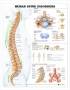 Anatomie posters