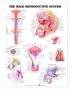 Posters anatomie man