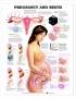 Posters anatomie vrouw