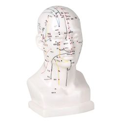 Acupunctuur Model - Hoofd 18 Cm
