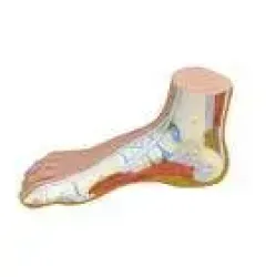 Anatomisch model  Normale voet 