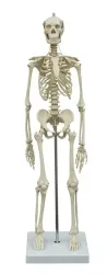Mini menselijk skelet [M I200] 