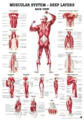 Poster Diepliggende spieren A Z 70 x 100 cm 