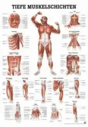 Poster Diepliggende spieren V Z 70 x 100 cm 