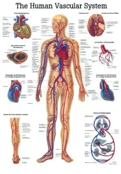 Poster  Bloedsomloop 50 x 70 cm 