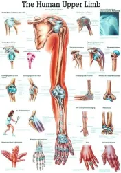 Poster Bovenste  Extremiteit 70 x 100 cm 