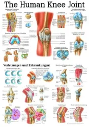 Poster  Knie 70 x 100 cm 