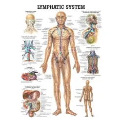 Poster  Lymfestelsel 50 x 70 cm 