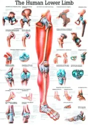 Poster Onderste  Extremiteit 70 x 100 cm 