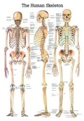 Poster  Skelet 70 x 100 cm 