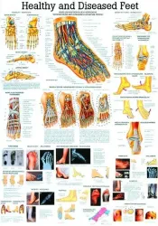 Poster  Voet 70 x 100 cm 