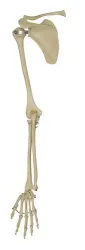Skelet arm met schouderblad [ A230] 
