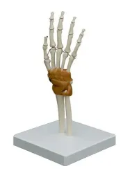 Skelet hand met gewrichtsbanden op statief [ A255] 