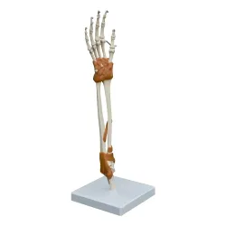 Skelet hand/elleboog met gewrichtsbanden op statief [ A256] 