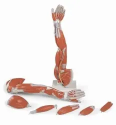 Spiermodel Arm 6-delig [ M10] 