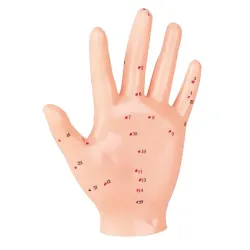 Acupunctuurmodel van kunststof Handmodel, ca. 13 cm, links