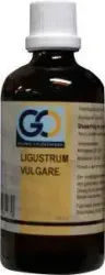 GO Ligustrum vulgare