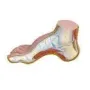 Anatomisch model  Holvoet 