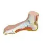 Anatomisch model  Normale voet 