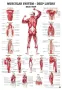 Poster Diepliggende spieren A Z 70 x 100 cm 
