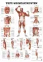 Poster Diepliggende spieren V Z 70 x 100 cm 