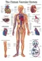 Poster  Bloedsomloop 50 x 70 cm 
