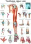 Poster Bovenste  Extremiteit 70 x 100 cm 
