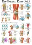 Poster  Knie 70 x 100 cm 