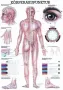 Poster  Lichaamsacupunctuur 70 x 100 cm 