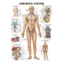 Poster  Lymfestelsel 50 x 70 cm 