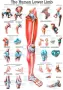 Poster Onderste  Extremiteit 70 x 100 cm 