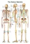 Poster  Skelet 50 x 70 cm 