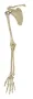 Skelet arm met schouderblad [ A230] 