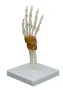 Skelet hand met gewrichtsbanden op statief [ A255] 