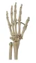Skelet hand + onderarm [ A231r] 