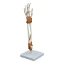 Skelet hand/elleboog met gewrichtsbanden op statief [ A256] 