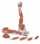 Spiermodel Arm 6-delig [ M10] 