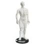 Acupunctuurmodel van kunststof, man ca. 50 cm