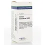 VSM Conium maculatum LM30