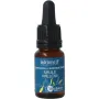 Ladrome Willow bio