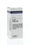 VSM Bryonia cretica alba LM6