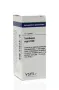 VSM Sambucus nigra D30