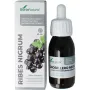 Soria Natural Ribes nigrum extract XXI