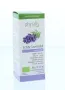 Physalis Lavendel echte bio