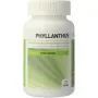 Ayurveda Health Phyllanthus niruri